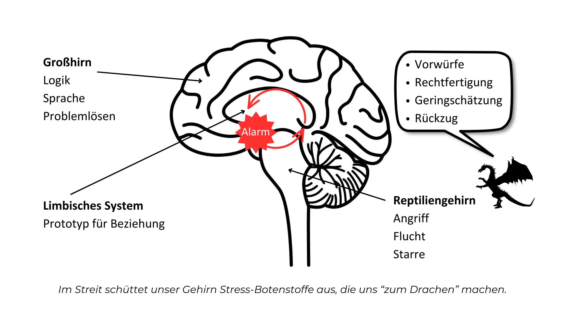 Grafik, die ein Gehirn im seitlichen Querschnitt zeigt und darstellt, wie es bei Streit reagiert.