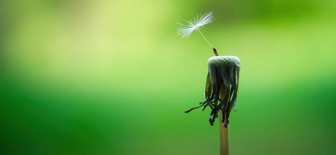 Eine Pusteblume, auf der noch ein Samen-Schirm übrig ist - ein Symbol für Loslassen und Vergebung.