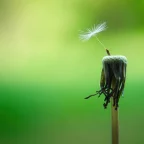 Eine Pusteblume, auf der noch ein Samen-Schirm übrig ist - ein Symbol für Loslassen und Vergebung.
